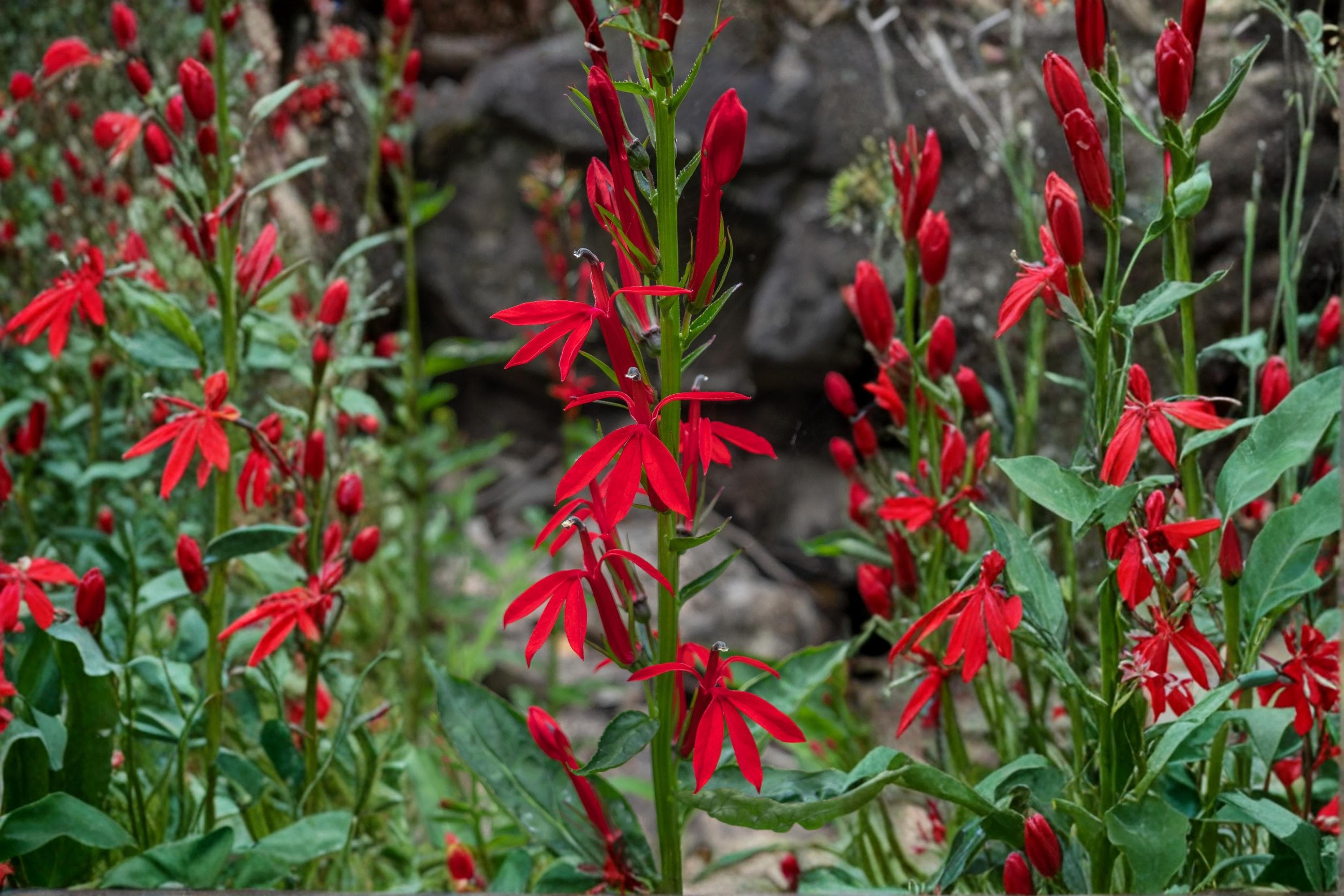 Cardinal Wildflower Seeds – Lobelia cardinalis – Bright Red Tubular Blooms, Pollinator Attracting Perennial for Wetlands & Shade Gardens