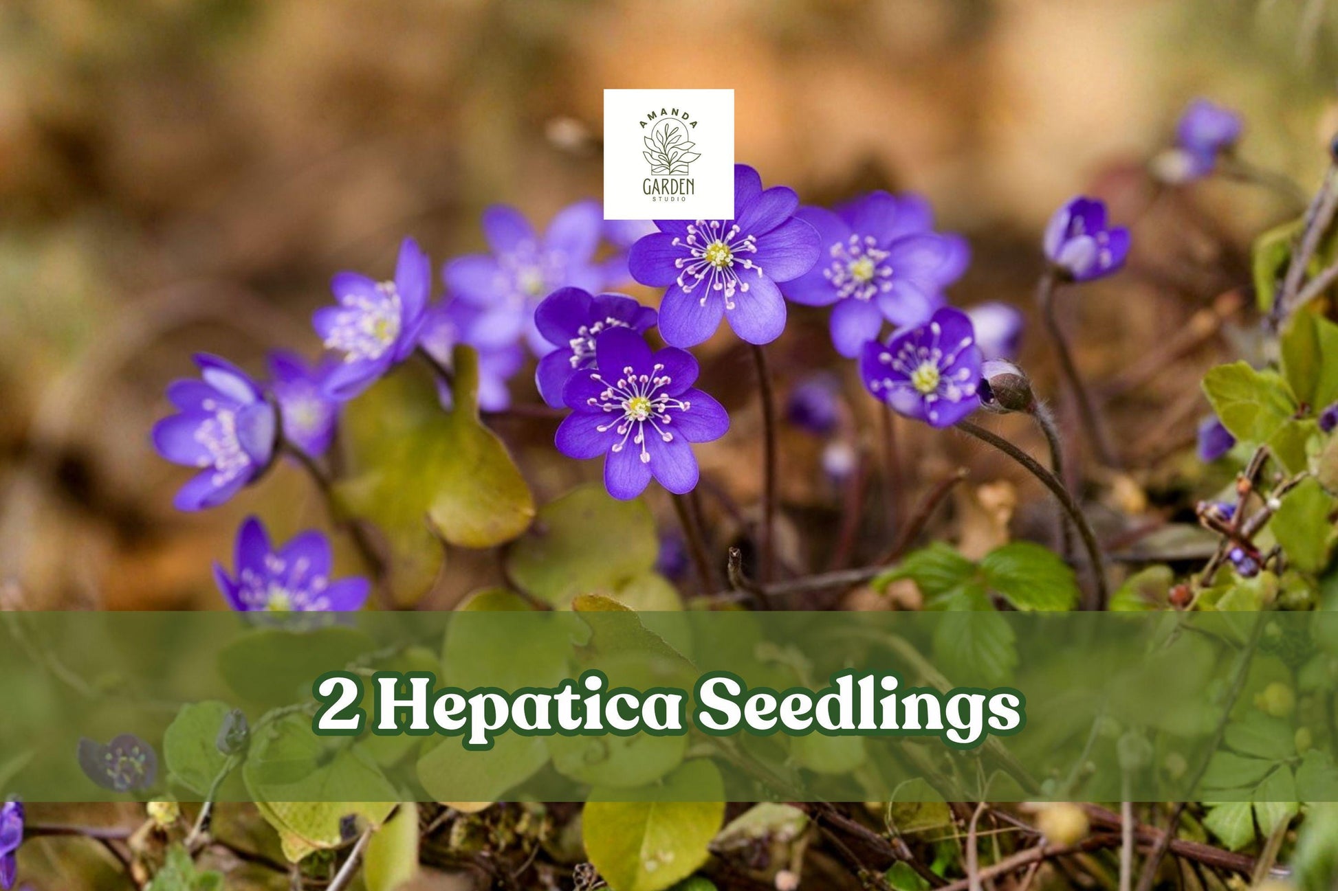 Hepatica nobilis Seedlings – 2 Live Woodland Perennials for Early Spring Blooms in Shade Gardens