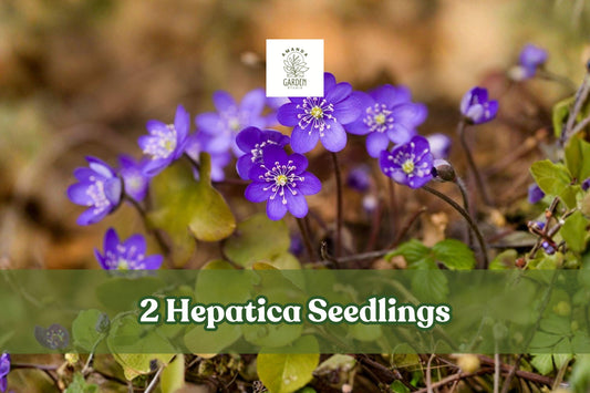 Hepatica nobilis Seedlings – 2 Live Woodland Perennials for Early Spring Blooms in Shade Gardens