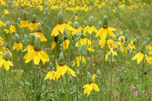Prairie Coneflower Seeds – Ratibida columnifera – Drought Tolerant Wildflower for Pollinators & Native Gardens