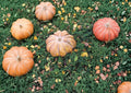 Fairytale Pumpkin Seeds 15 Pack, French Heirloom Non-GMO, Musquee de Provence Gourmet Cooking Pumpkin Seeds for Garden Planting