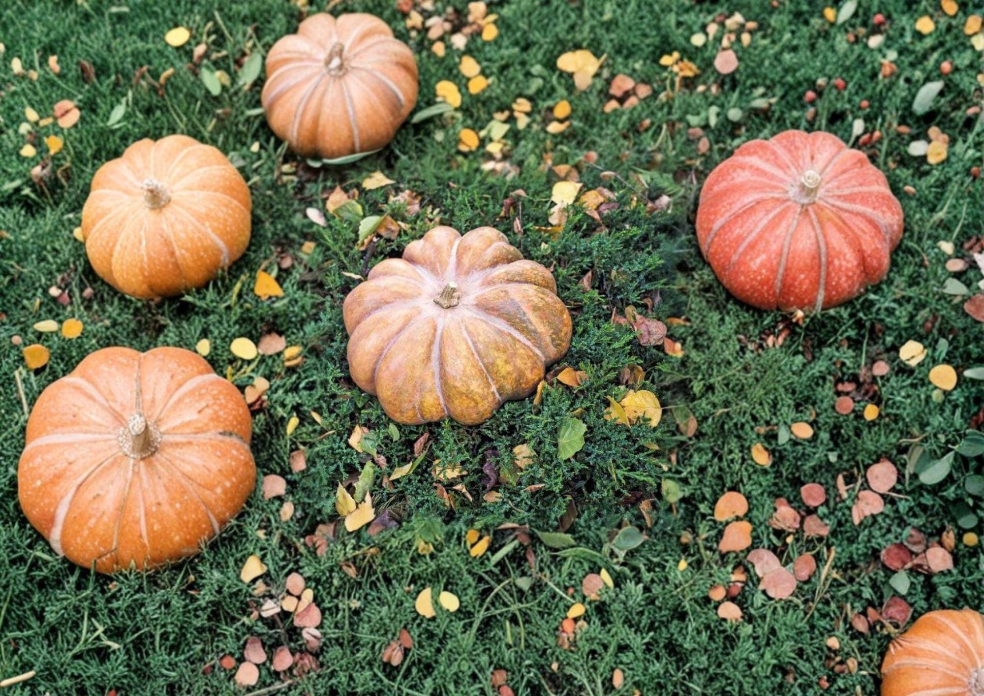 Fairytale Pumpkin Seeds 15 Pack, French Heirloom Non-GMO, Musquee de Provence Gourmet Cooking Pumpkin Seeds for Garden Planting