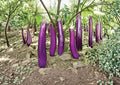 300+ Long Purple Eggplant Seeds – Heirloom Organic Non-GMO Vegetable Seeds for Garden, Slender Asian Eggplant, High Yield, Fast Shipping