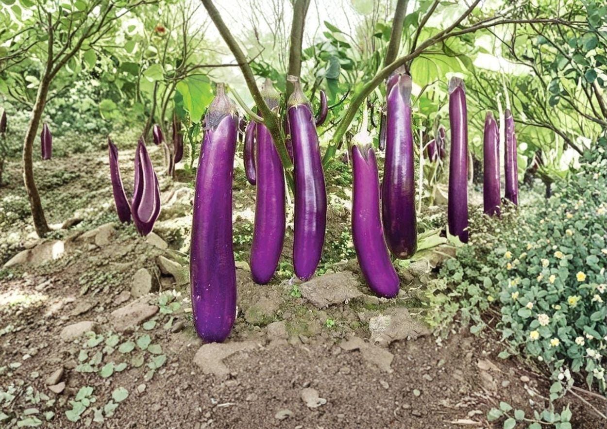 300+ Long Purple Eggplant Seeds – Heirloom Organic Non-GMO Vegetable Seeds for Garden, Slender Asian Eggplant, High Yield, Fast Shipping