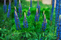 Blue Lupine Seeds – Lupinus perennis, Perennial Flower, Blue Blooms, Native Wildflower, Nitrogen-Fixing Plant