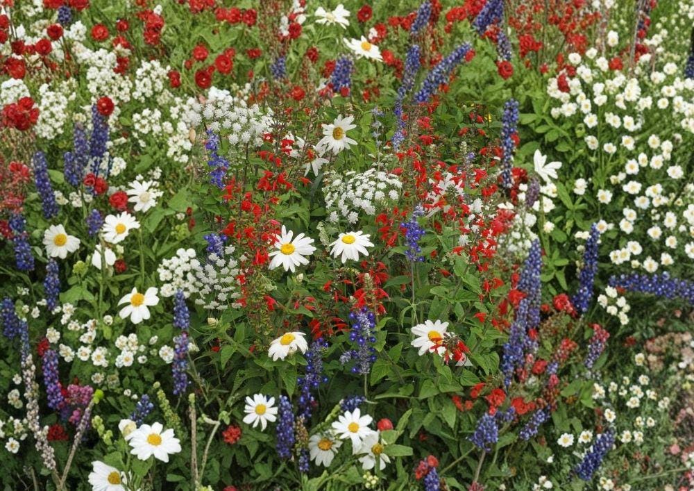 Wildflower Seed Mix 1000+ Red White Blue Drought-Resistant Pollinator-Friendly Garden Flower Seeds Patriotic Meadow Blend Non-GMO