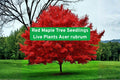 Red Maple Tree Seedlings - Live Acer rubrum for Landscaping, Shade, Fall Foliage, Garden, Yard Plant