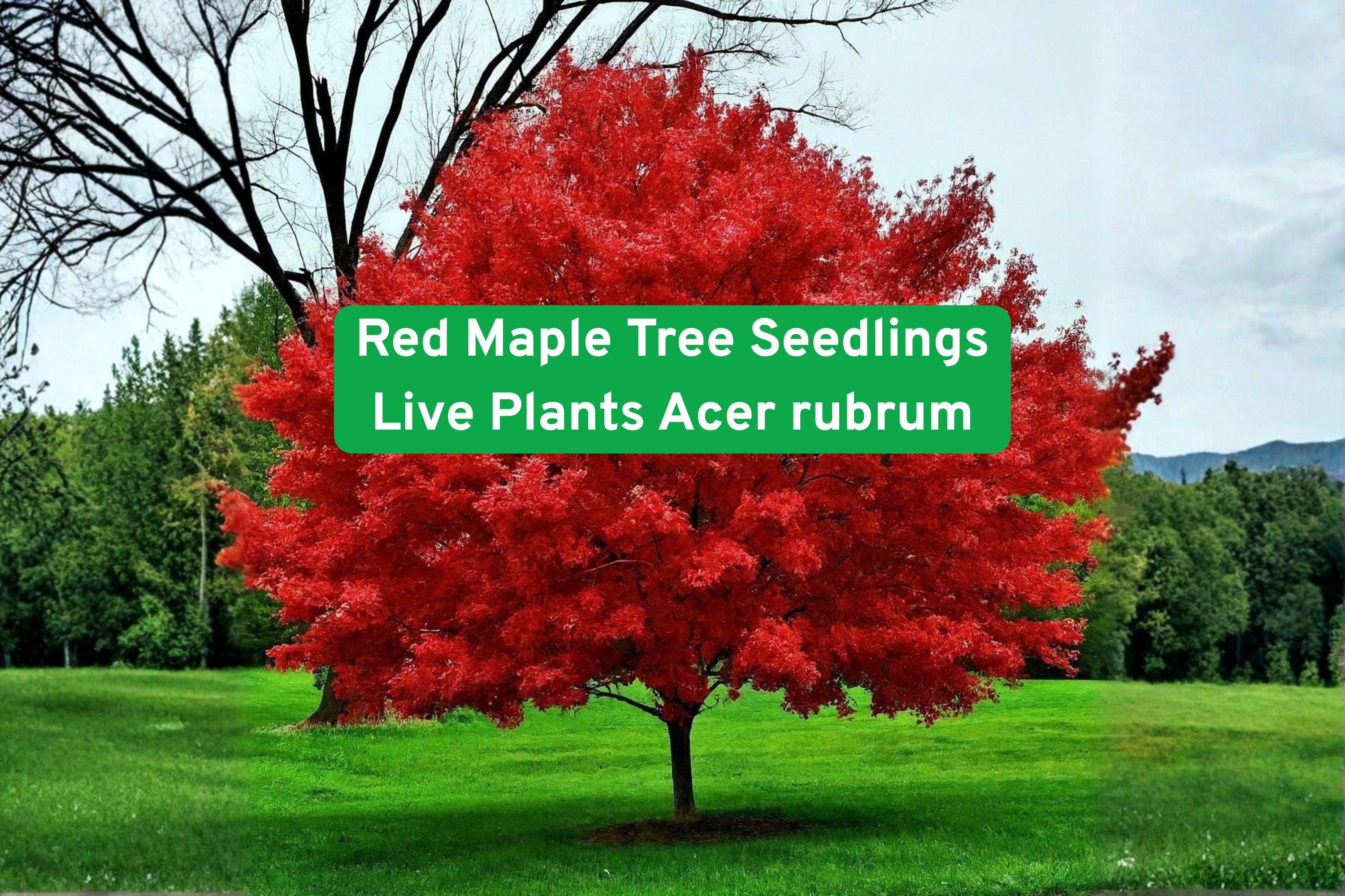 Red Maple Tree Seedlings - Live Acer rubrum for Landscaping, Shade, Fall Foliage, Garden, Yard Plant
