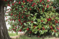 American Holly Seeds – Ilex opaca – Evergreen Ornamental Tree with Red Berries, Native North American Holly Seeds