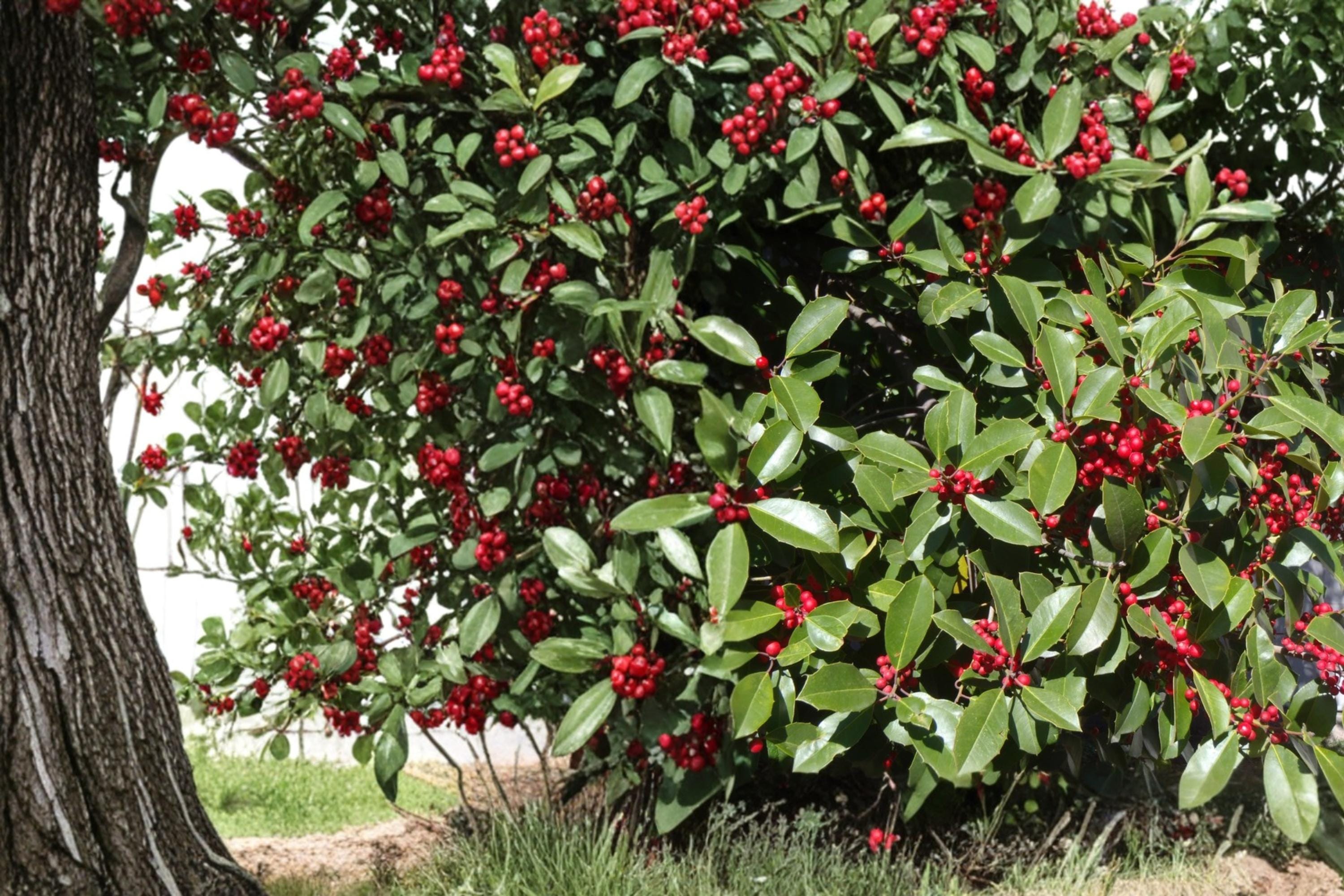 American Holly Seeds – Ilex opaca – Evergreen Ornamental Tree with Red Berries, Native North American Holly Seeds