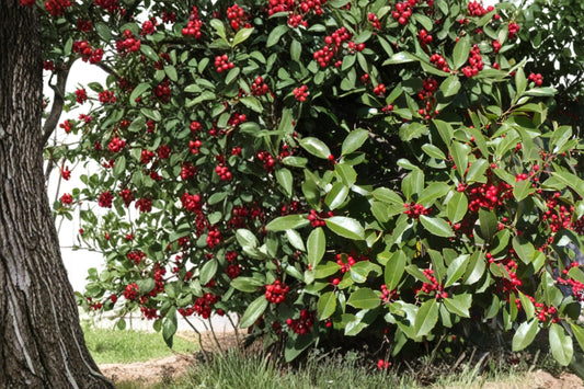 American Holly Seeds – Ilex opaca – Evergreen Ornamental Tree with Red Berries, Native North American Holly Seeds