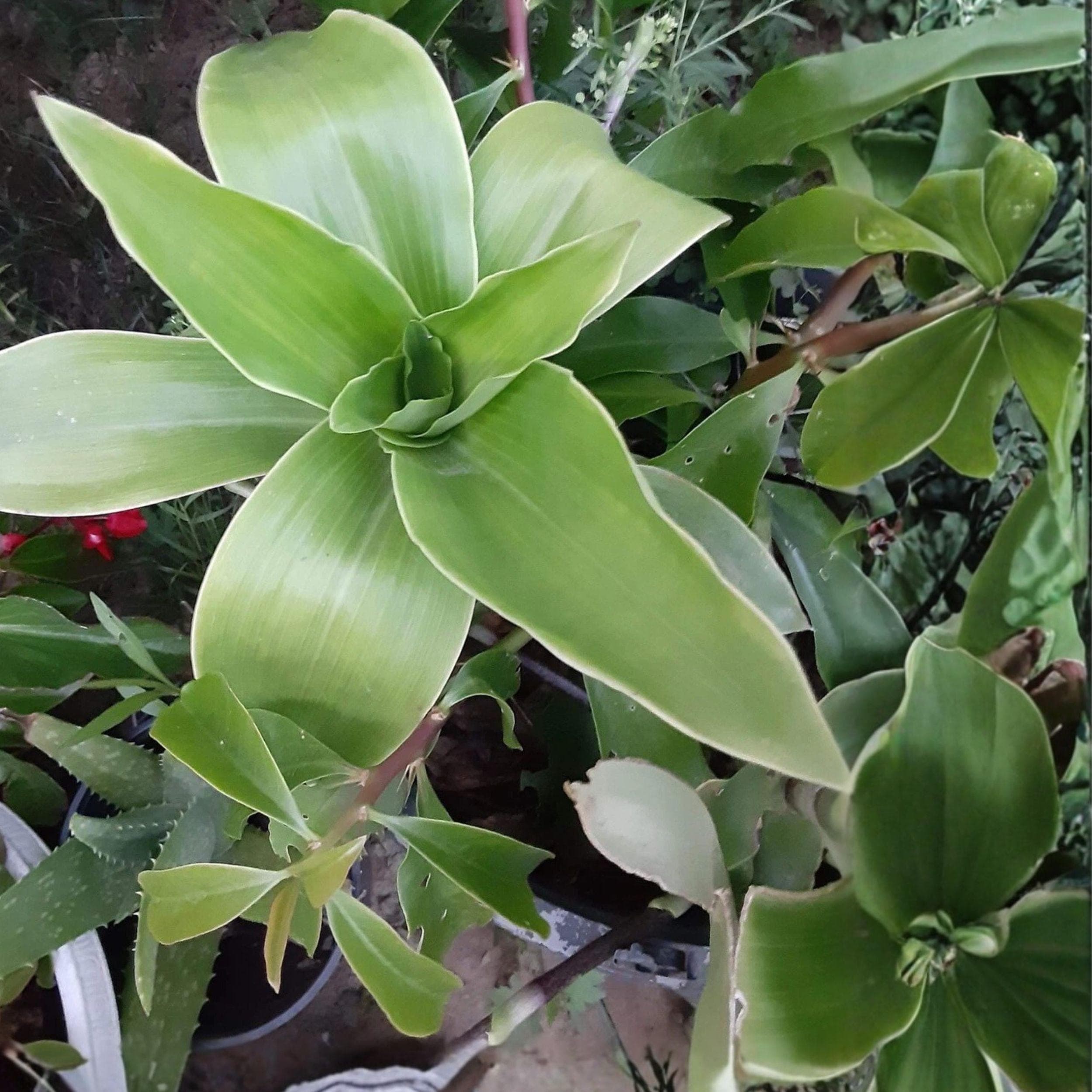 Callisia fragrans Basket Plant Cutting – Unrooted Trailing Houseplant, Green Foliage, Perennial, Indoor Container or Hanging Basket