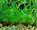 Dwarf Sagittaria Subulata Live Aquarium Plant 2 Pack, Foreground Carpet, Freshwater, Easy to Grow, Aquascaping