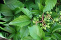 Virginia Creeper Seeds, Climbing Vine, Parthenocissus quinquefolia, Native Ground Cover & Wall Climber, Fast-Growing Plant Seeds