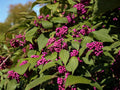 Beautyberry Shrubs 12–18 in Tall | Callicarpa americana Purple Berries | Wildlife Garden Plants (2 Pack)