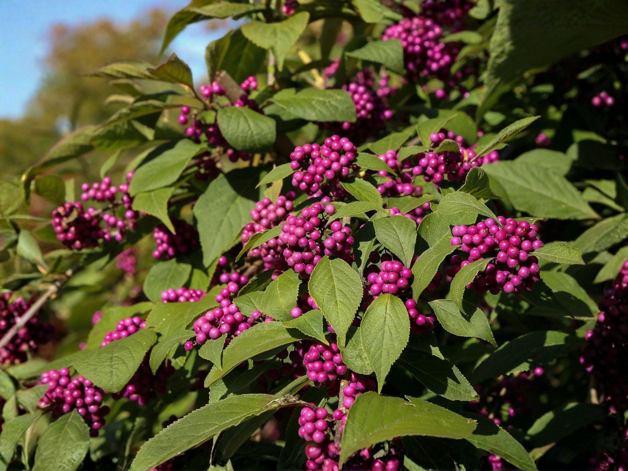 Beautyberry Shrubs 12–18 in Tall | Callicarpa americana Purple Berries | Wildlife Garden Plants (2 Pack)