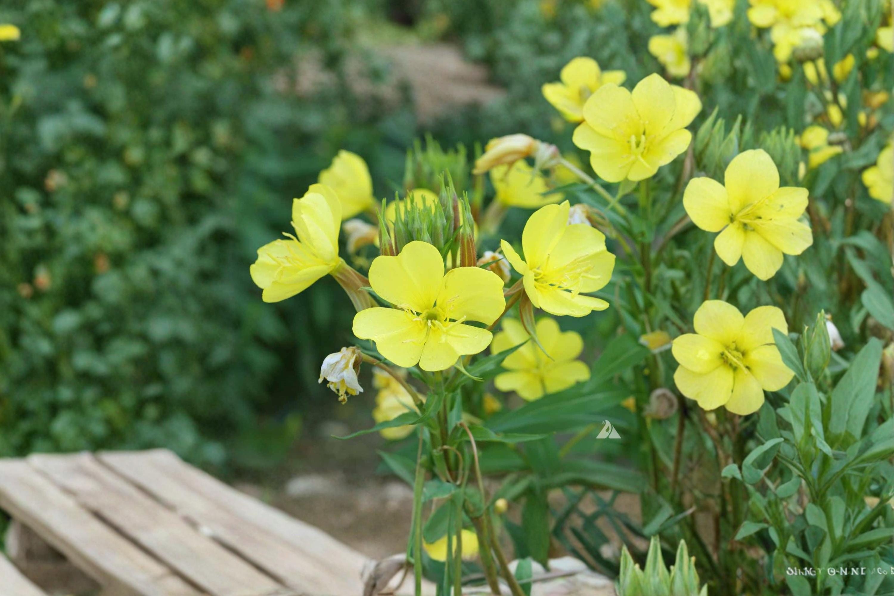 Evening Primrose Seeds – Oenothera lamarckiana – Bright Yellow, Biennial Flower for Gardens & Wildflower Plantings