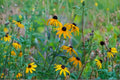 Black-Eyed Susan Seeds, Wildflower, Rudbeckia hirta, Bright Yellow Daisy-Like Blooms, Pollinator Support, Garden & Meadow Planting