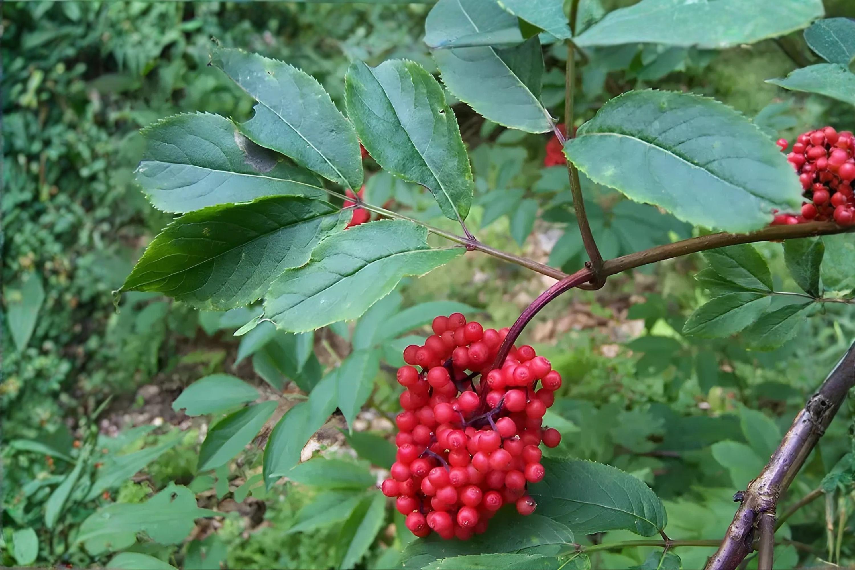 Red Elderberry Seeds (Sambucus racemosa) – Fast-Growing Shrub with White Flowers & Bright Red Berries for Wildlife Gardens