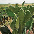 Brasiliopuntia brasiliensis Brazilian Prickly Pear Cactus Rooted Plant 15-20cm Succulent for Xeriscape & Indoor Gardens