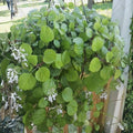 Plectranthus verticillatus Swedish Ivy Plant Rooted Starter, Trailing Houseplant for Hanging Baskets, Indoor Decor