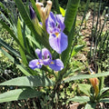 Rooted Iris Plants Set – Perennial Garden Flowers for Borders & Containers – Iris spp.