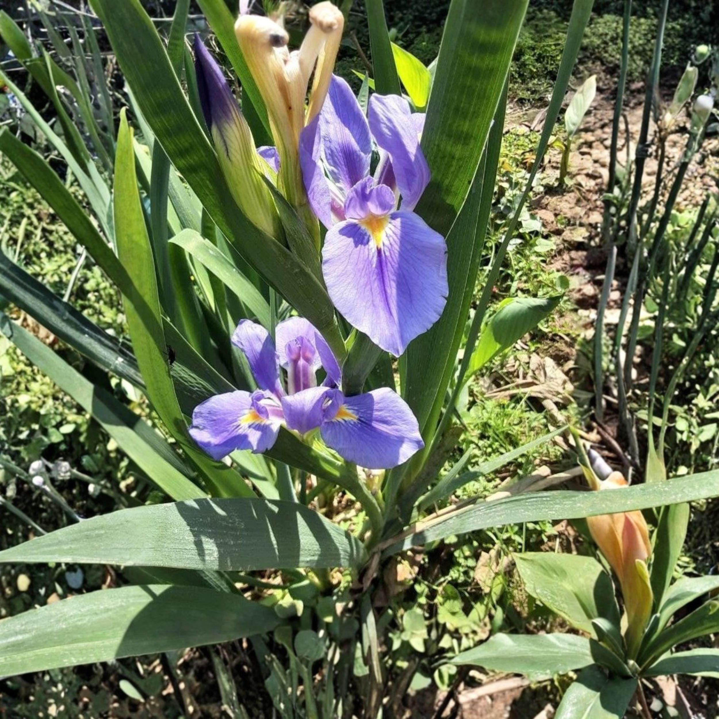 Rooted Iris Plants Set – Perennial Garden Flowers for Borders & Containers – Iris spp.