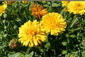 Pacific Beauty Yellow Calendula Seeds – Annual Flower, Bright Yellow Daisy-Like Blooms, Calendula officinalis, Garden Border Plant