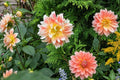Peaches & Cream Dahlia Tuber Clump – Dinnerplate Decorative Garden Flower – Dahlia pinnata