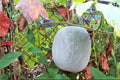 Winter Melon Seeds | Wax Gourd Benincasa hispida | Large Round Gourds for Cooking & Storage