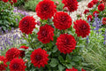 Dahlia Bulb Tuber Clumps | AMORA Karma Variety | Bold Color for Garden Beds & Containers | Dahlia variabilis