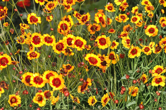 Plains Coreopsis Seeds – Coreopsis tinctoria Wildflower, Drought Tolerant, Red and Yellow Bicolor Blooms, Pollinator-Friendly, 250 Seeds