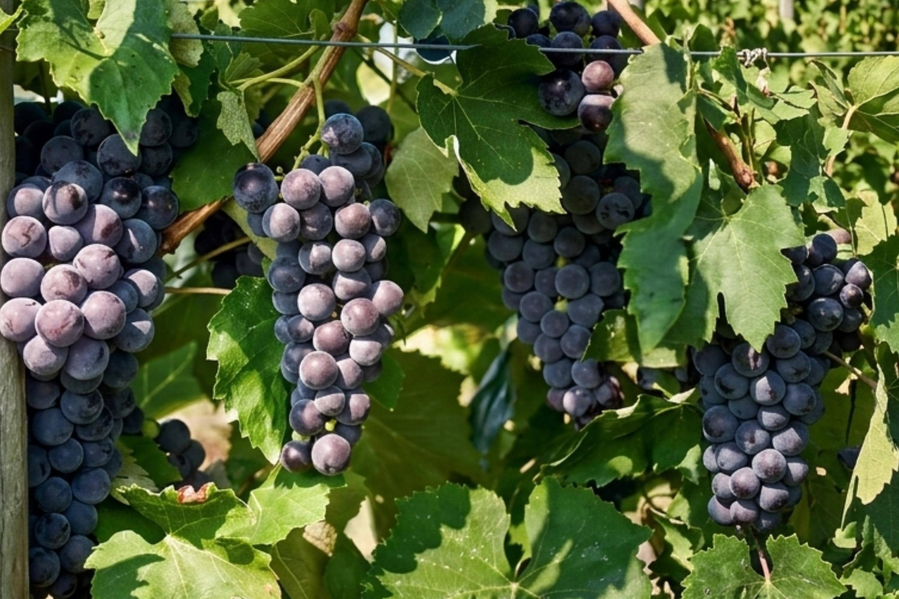 Everest Seedless Grape Vine Plant – 1-2 Year Old Vitis vinifera for Home Gardens, Patios & Trellises