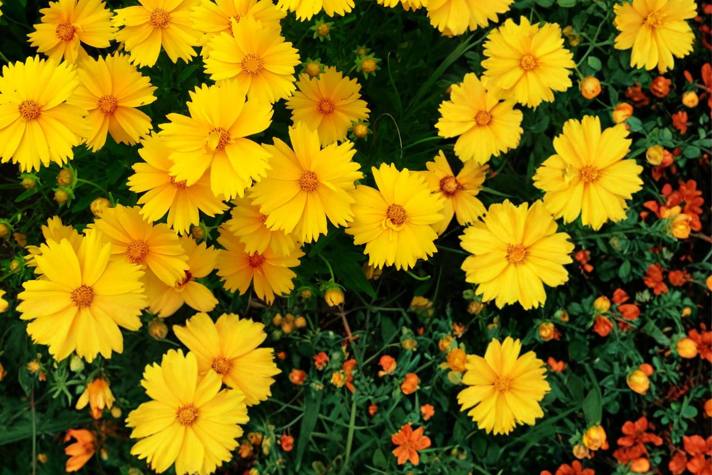 Lanceleaf Coreopsis Seeds – Perennial Wildflower with Bright Yellow Daisy-Like Blooms – Coreopsis lanceolata for Pollinator Gardens