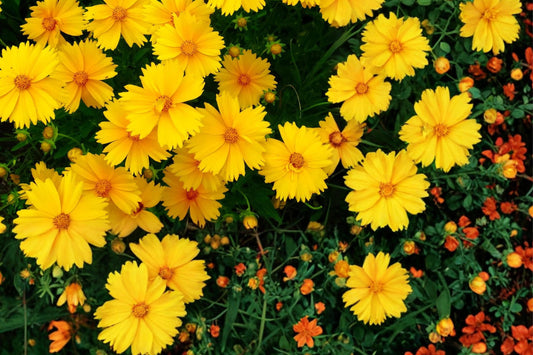 Lanceleaf Coreopsis Seeds – Perennial Wildflower with Bright Yellow Daisy-Like Blooms – Coreopsis lanceolata for Pollinator Gardens