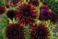 Cactus Dahlia Bulb Clump – Black Narcissus Deep Red Flower Tuber for Garden Beds & Containers