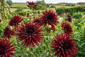 Black Narcissus Cactus Dahlia Bulb Tuber Clumps - Deep Red Exotic Flowers - Dahlia pinnata
