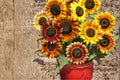 Autumn Beauty Sunflower Seeds – Helianthus annuus – Mixed Warm-Toned Blooms, Annual Flower, Garden Border Plant