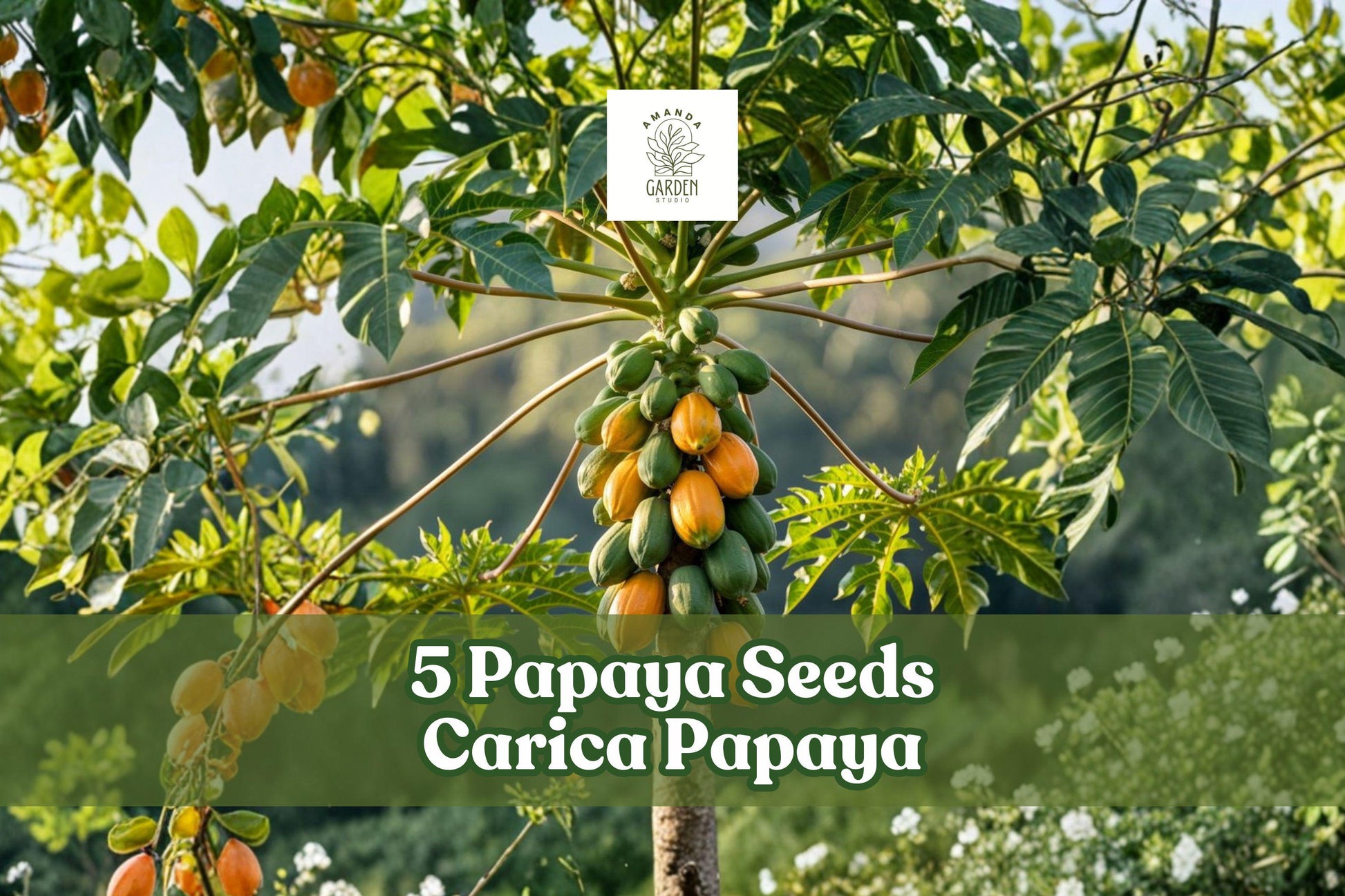5 Papaya Seeds Carica Papaya Honeydew Tropical Fruit Tree for Planting, Fast-Growing, Fruit & Ornamental, Tropical Climate