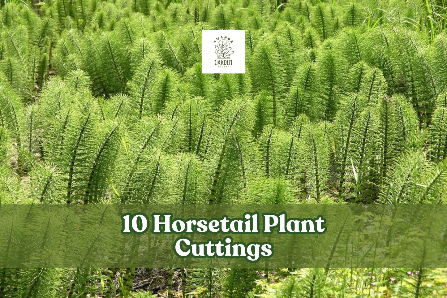 10 Horsetail Plant Cuttings Equisetum Aquatic Pond Plant Fast-Growing Live Stems for Water Gardens