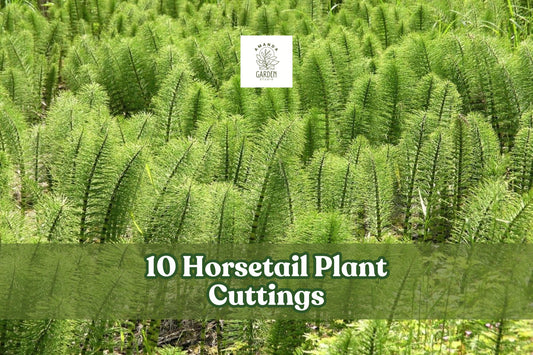 10 Horsetail Plant Cuttings Equisetum Aquatic Pond Plant Fast-Growing Live Stems for Water Gardens