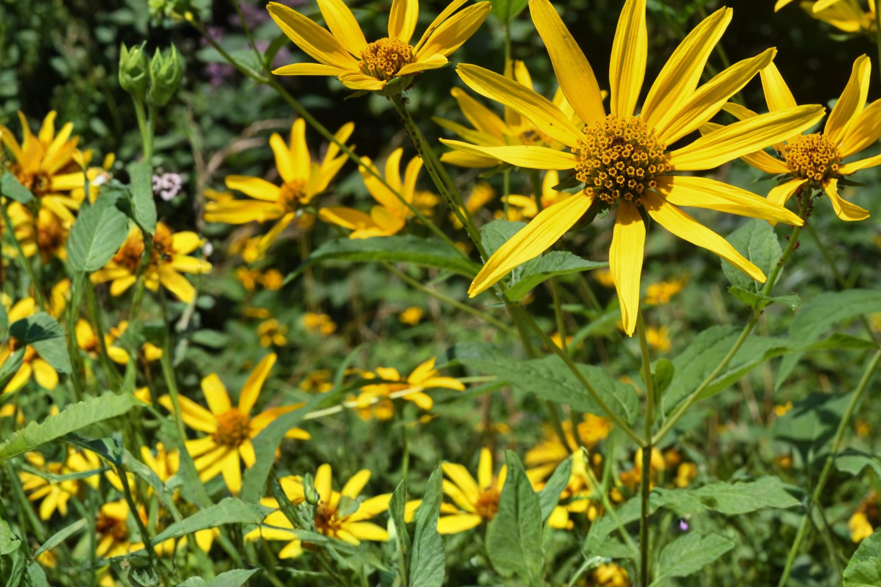 Early Sunflower Seeds – Heliopsis helianthoides perennial yellow flower seed for full sun gardens
