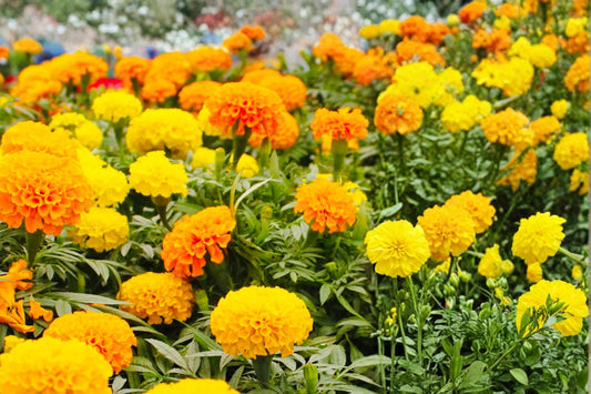 Crackerjack Marigold Seeds, Tagetes erecta, Large Double Yellow & Orange Blooms, Annual Flower for Garden Borders & Full Sun