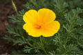 Dwarf California Poppy Seeds (Eschscholzia caespitosa) - Native Wildflower for Dry Gardens & Borders, Drought Tolerant, 100 Seeds