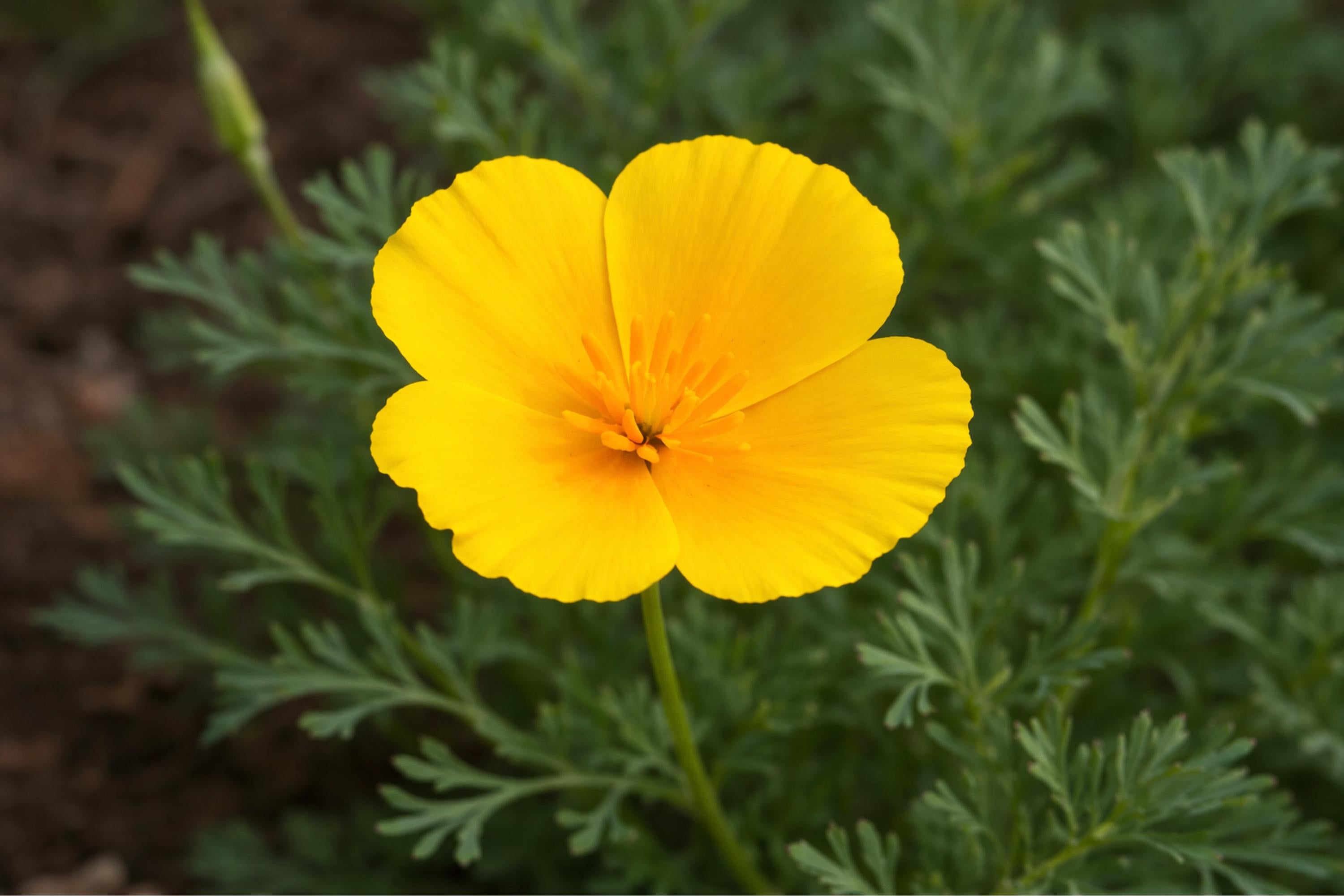 Dwarf California Poppy Seeds (Eschscholzia caespitosa) - Native Wildflower for Dry Gardens & Borders, Drought Tolerant, 100 Seeds