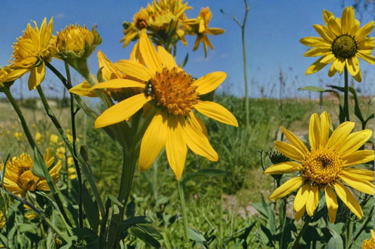 Yellow Crownbeard Seeds – Verbesina helianthoides Perennial Wildflower with Bright Yellow Daisy-Like Blooms