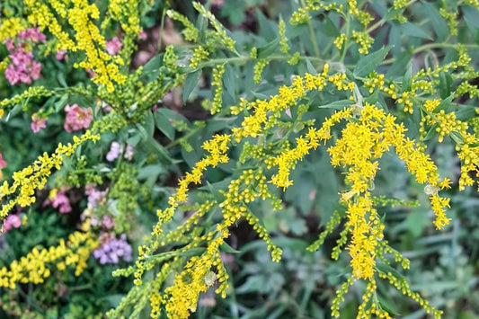 Elmleaf Goldenrod Seeds – Perennial Wildflower, Solidago ulmifolia, Yellow Clusters, Pollinator Plant, Meadow & Landscape Seed