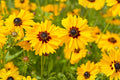Golden Wave Tickseed Seeds, Coreopsis basalis, Bright Yellow Wildflower for Borders & Pollinator Gardens, 100 Pack