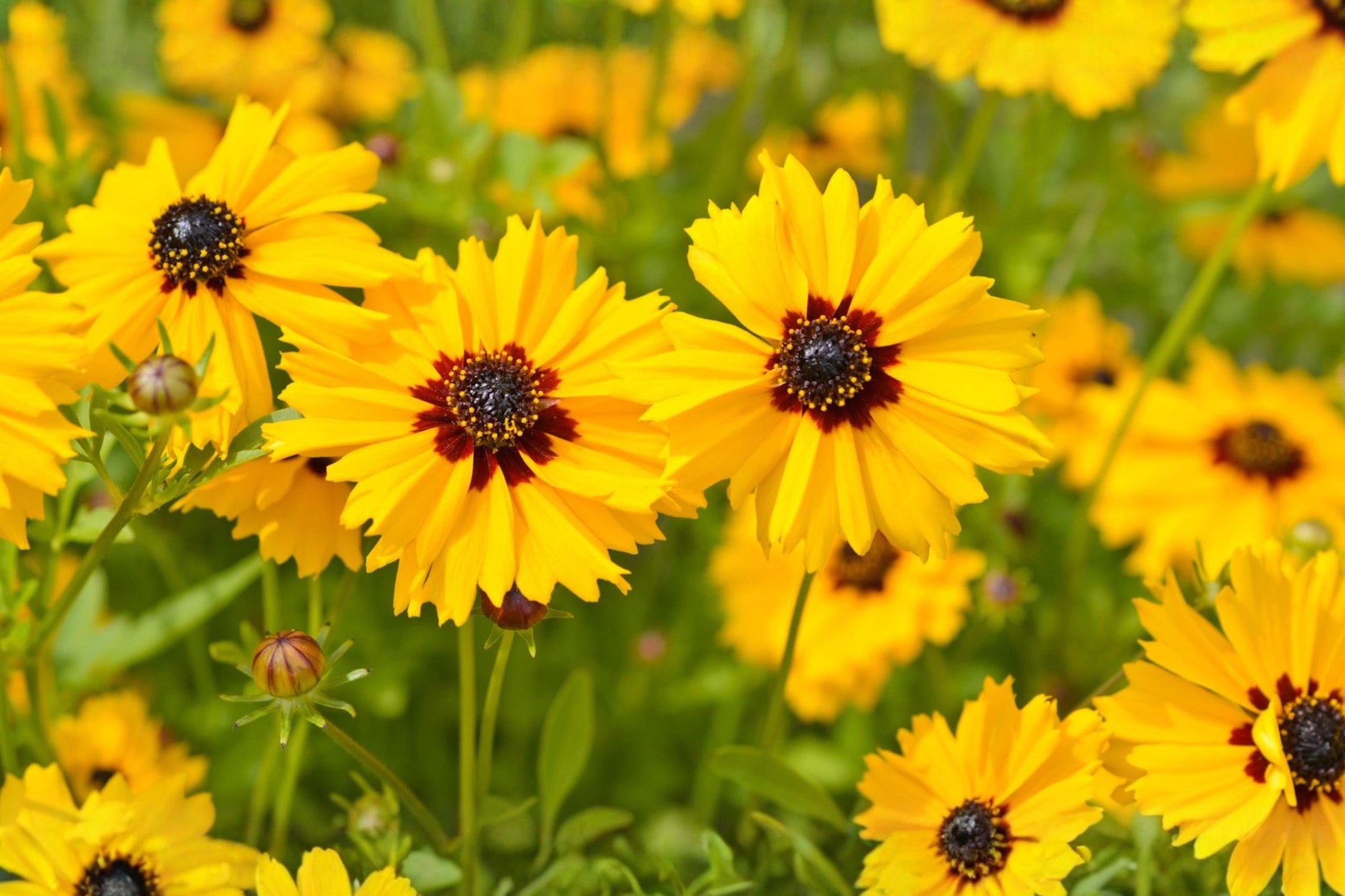 Golden Wave Tickseed Seeds, Coreopsis basalis, Bright Yellow Wildflower for Borders & Pollinator Gardens, 100 Pack