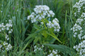 Wild Quinine Seeds – Parthenium integrifolium Perennial Wildflower with White Clusters, Native Prairie Plant for Pollinators